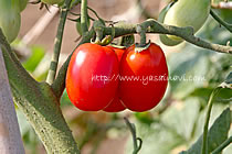 トマト（収穫前）