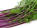 赤水菜（紫水菜）
