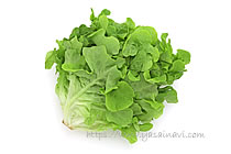 バタビアレタス