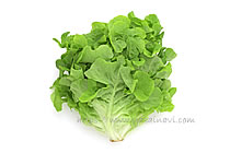 バタビアレタス