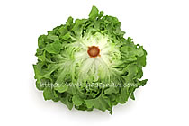 ニューれたす菜