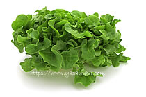 ニューれたす菜