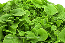 ニューれたす菜