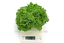 ニューれたす菜