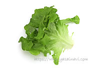 ニューれたす菜