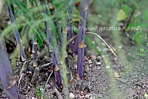 紫アスパラガス