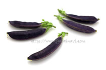 パープルスナップ 藤姫