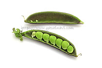 パープルスナップ 藤姫