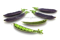 パープルスナップ 藤姫