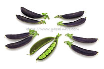 パープルスナップ 藤姫