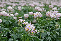 じゃがいも（花）