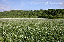 じゃがいも（花）