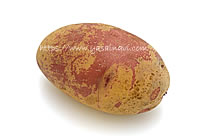 タワラアルタイル彦星