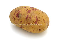 タワラアルタイル彦星