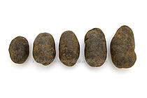 ノーブルシャドウ