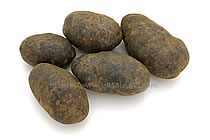 ノーブルシャドウ