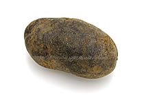 ノーブルシャドウ