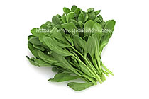 イタリアン春菊