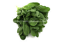 イタリアン春菊