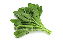 イタリアン春菊