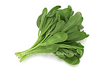 イタリアン春菊