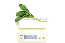 イタリアン春菊