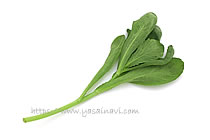 イタリアン春菊