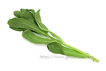 イタリアン春菊