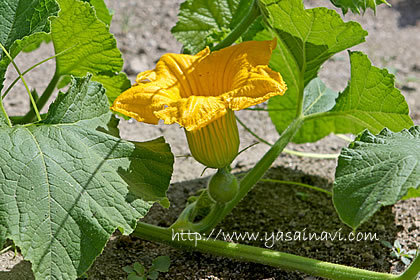 かぼちゃの雌花