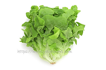 バタビアレタス