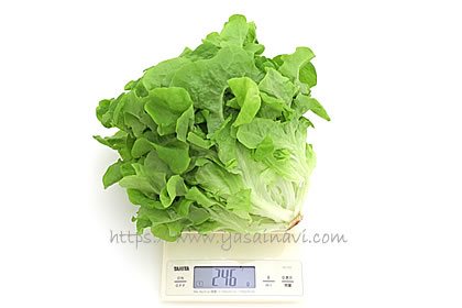 バタビアレタス