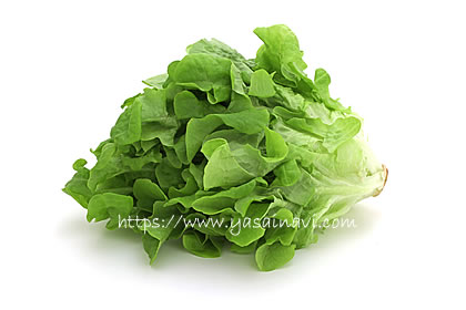 バタビアレタス