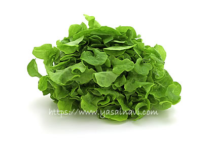 バタビアレタス