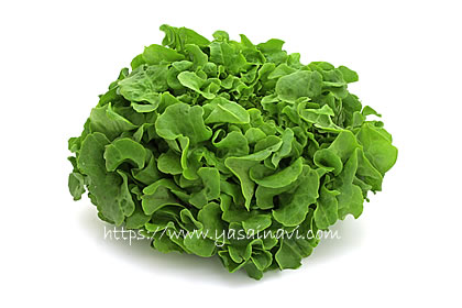 ニューれたす菜