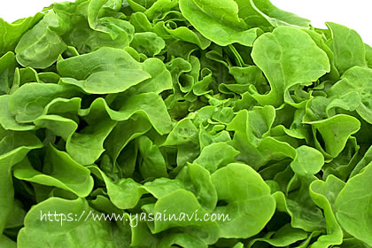 ニューれたす菜