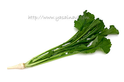 すぐき菜 すぐき菜