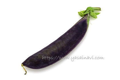 パープルスナップ 藤姫