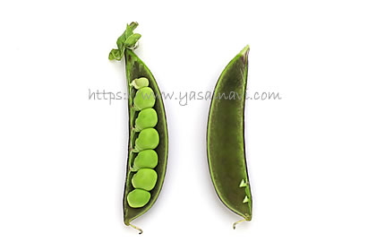 パープルスナップ 藤姫