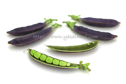 パープルスナップ 藤姫