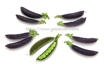 パープルスナップ 藤姫