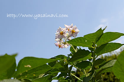 じゃがいも（花）