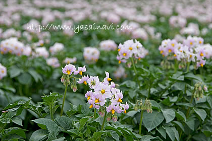 じゃがいもの花 じゃがいもの花