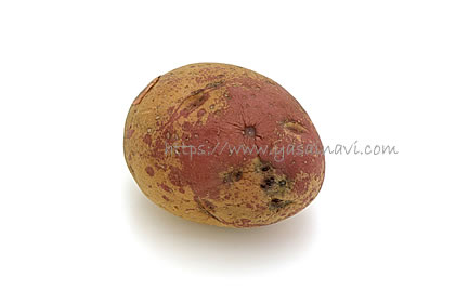 タワラアルタイル彦星