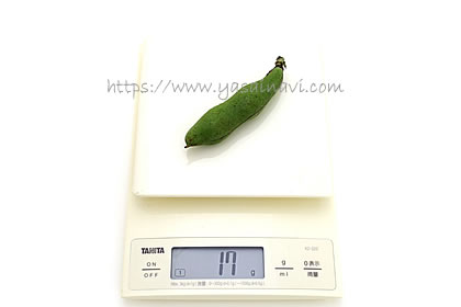 赤そら豆