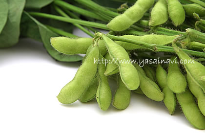 大豆の未熟な状態が枝豆 大豆の未熟な状態が枝豆