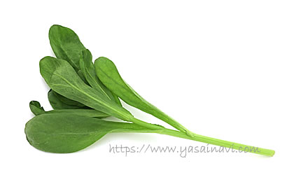 イタリアン春菊