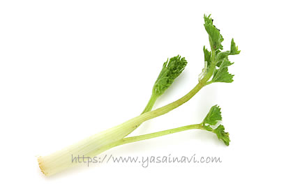 うど菜