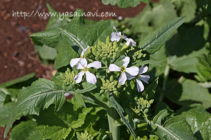 大根の花 大根の花