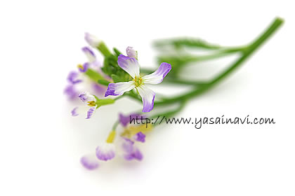 大根の花 大根の花
