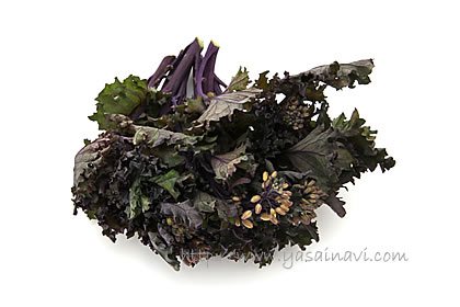 紫ケール菜花